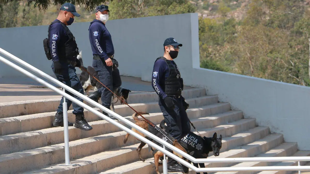 vigilancia con perros (2)